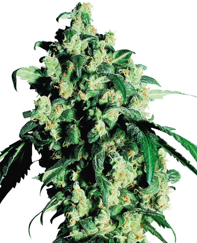 Super Skunk Feminized